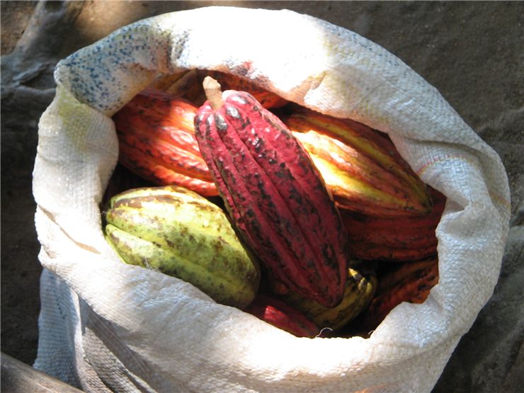 Cocoa Fruits